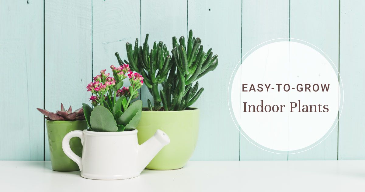 Top 10 Low Maintenance Plants