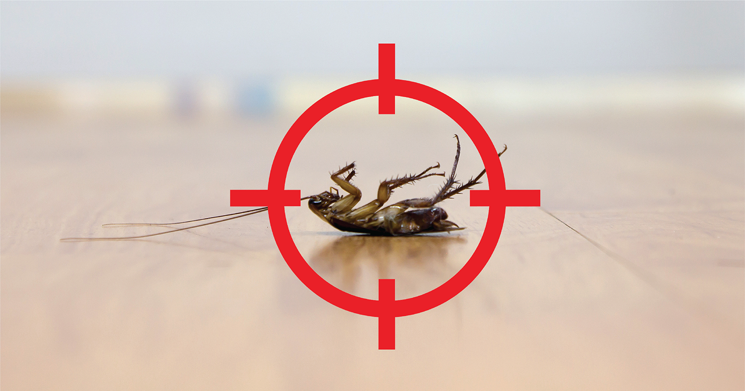 6 Home Remedies To Say Goodbye To Cockroaches Once And For All