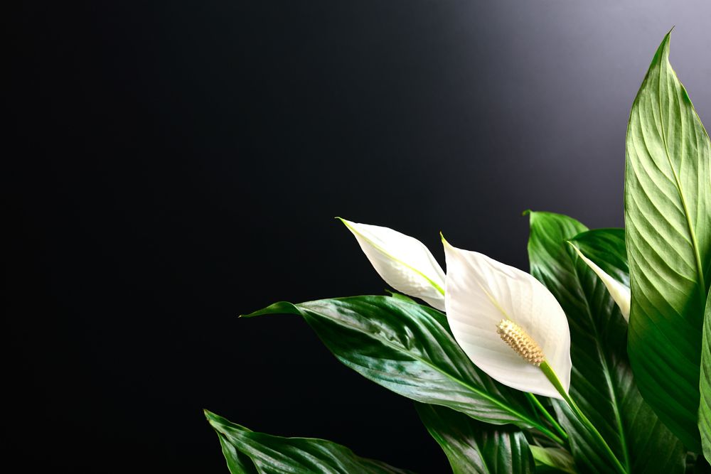 7 Spots to Keep Air-purifying Plants at Home