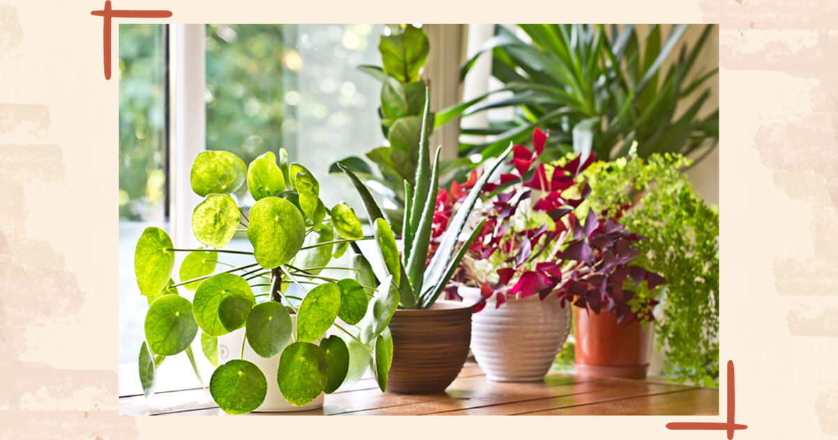 Best Indoor Plants To Grow In India