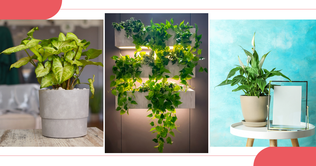 The Ultimate List of Indoor Plants for Lazy People