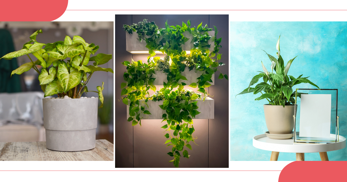 The 10 Best Indoor Planters