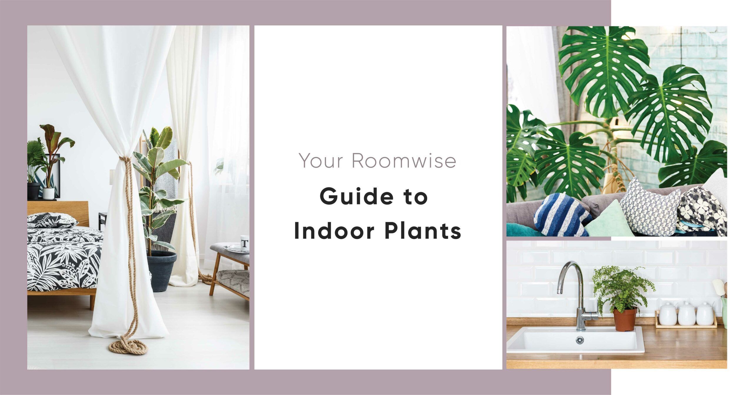 Why Do Some Plants Grow Better in Certain Rooms?