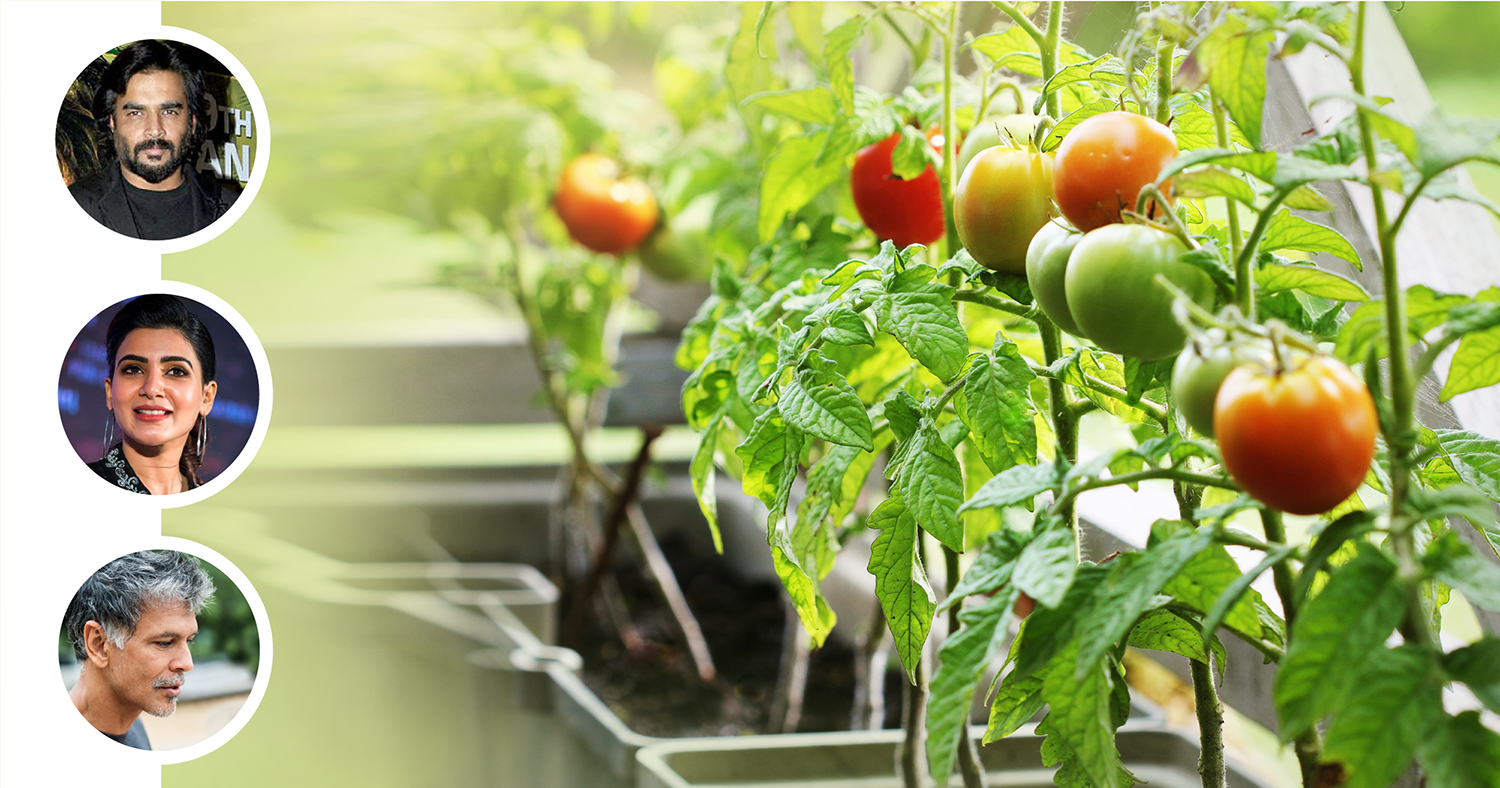 How to Grow Your Own Food on the Terrace Like Celebrities