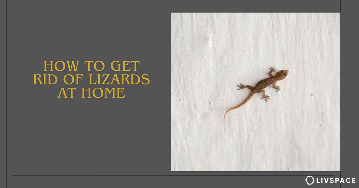 how to get rid of lizards at home