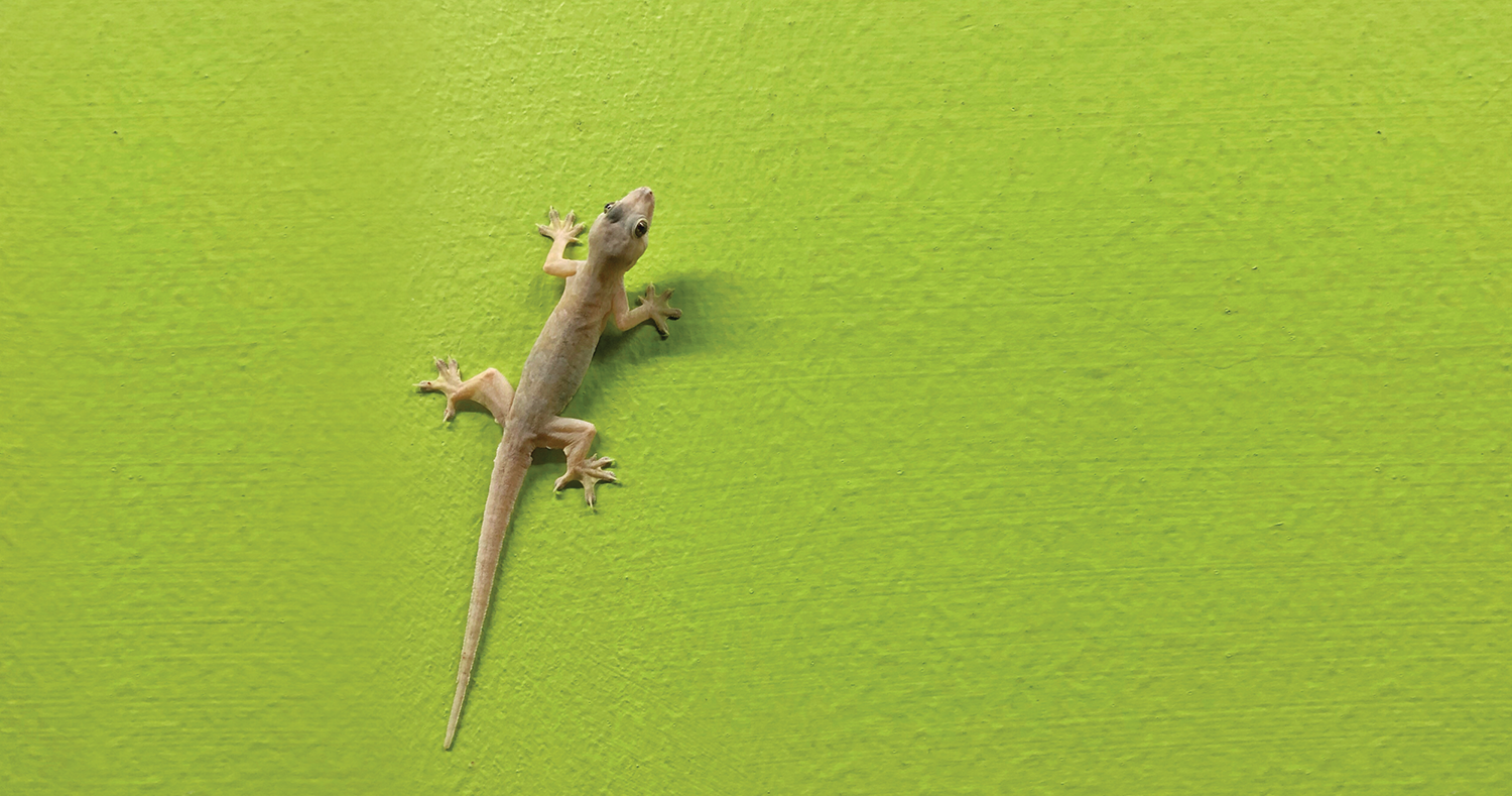 Lizards Creeping You Out? Try These 8 Effective Home Remedies