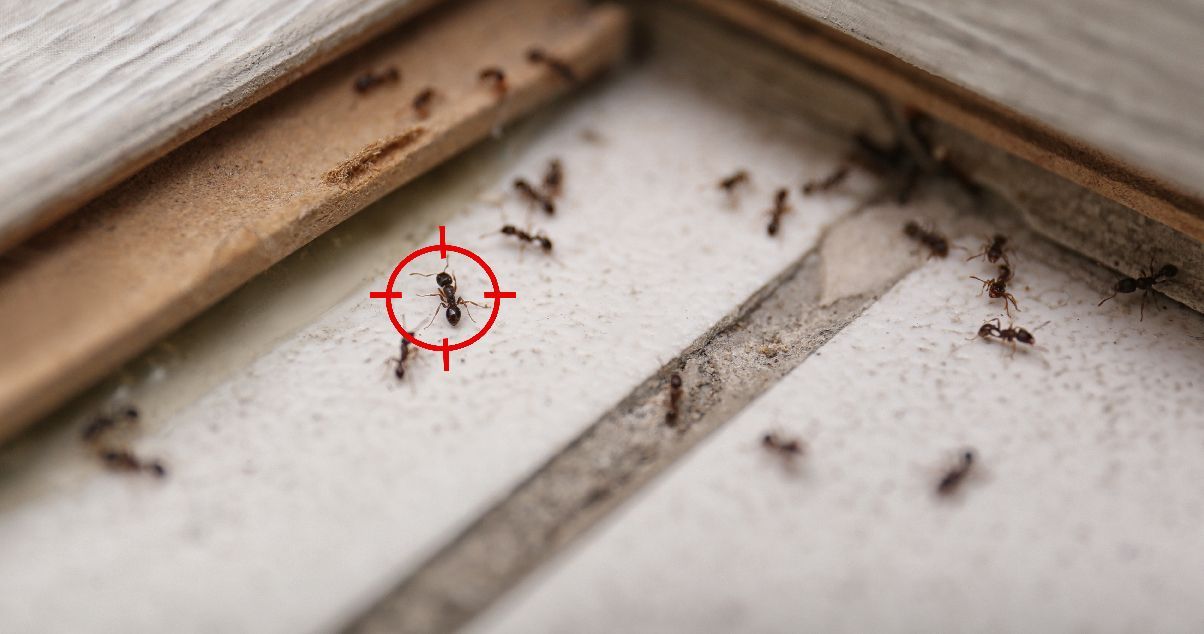 how-to-get-rid-of-ants