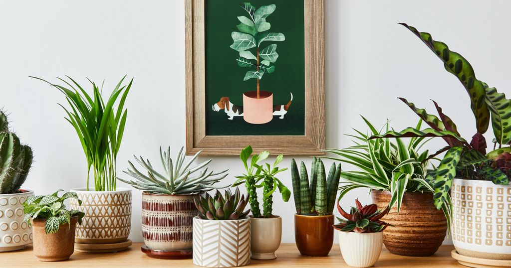 Plant scene
