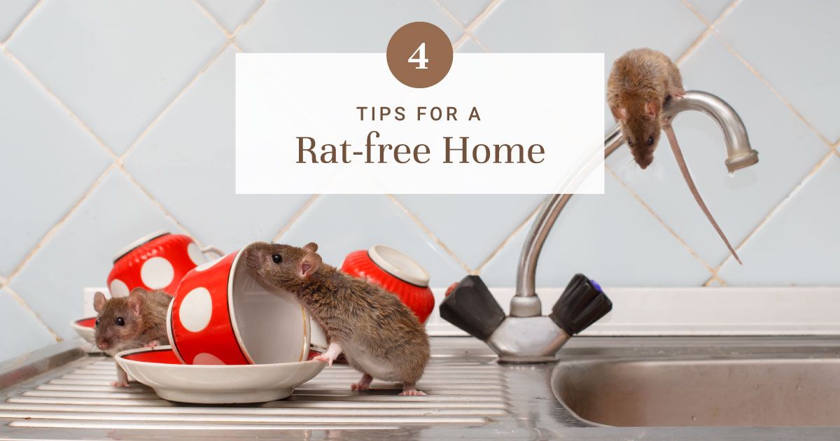 Home Remedies for Rats Chemicalfree & Effective Measures