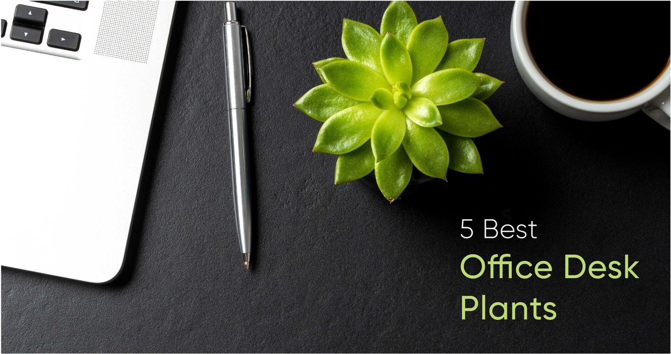 Office Desk Plants Top 5 Plants That Will Make You Want to Work