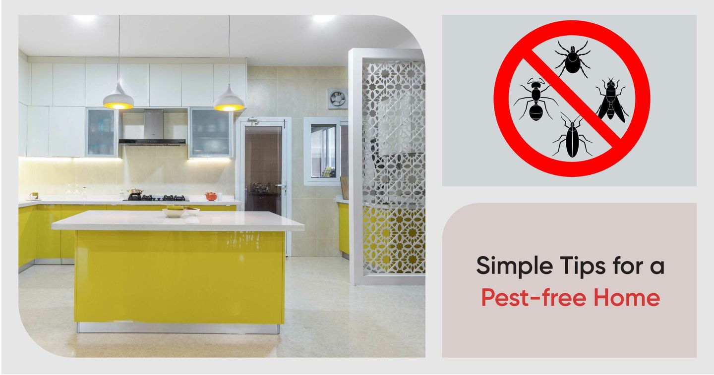 How to Get Rid of Insects in Apartments The Complete Guide