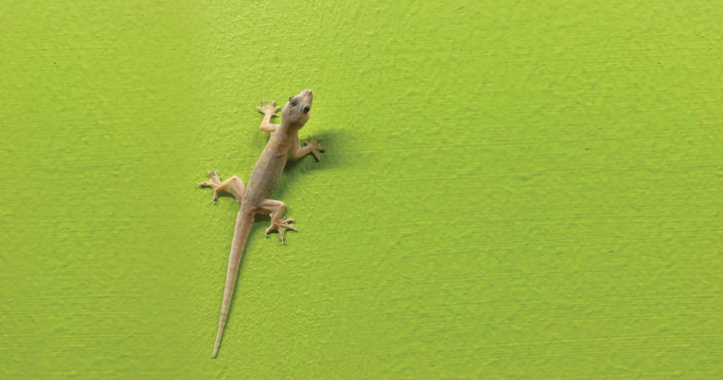 8 Home Remedies on How to Get Rid of Lizards Effectively