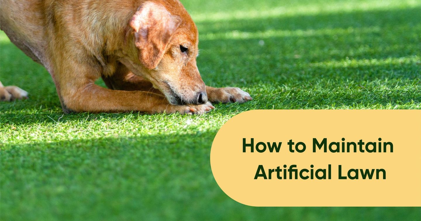 How to maintain your artificial lawn 04 scaled