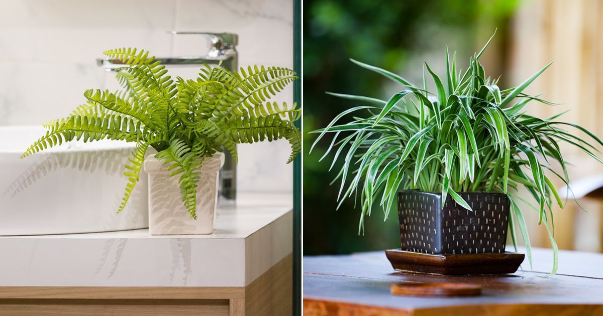 Air Purifying Plants 7 Indoor Plants For Oxygen And Where To Place Them 6482