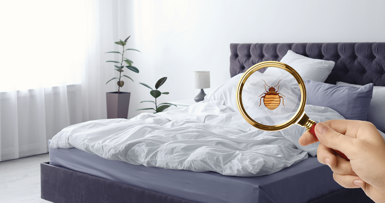 View of How to Get Rid of Bed Bugs? A Step-By-Step Guide