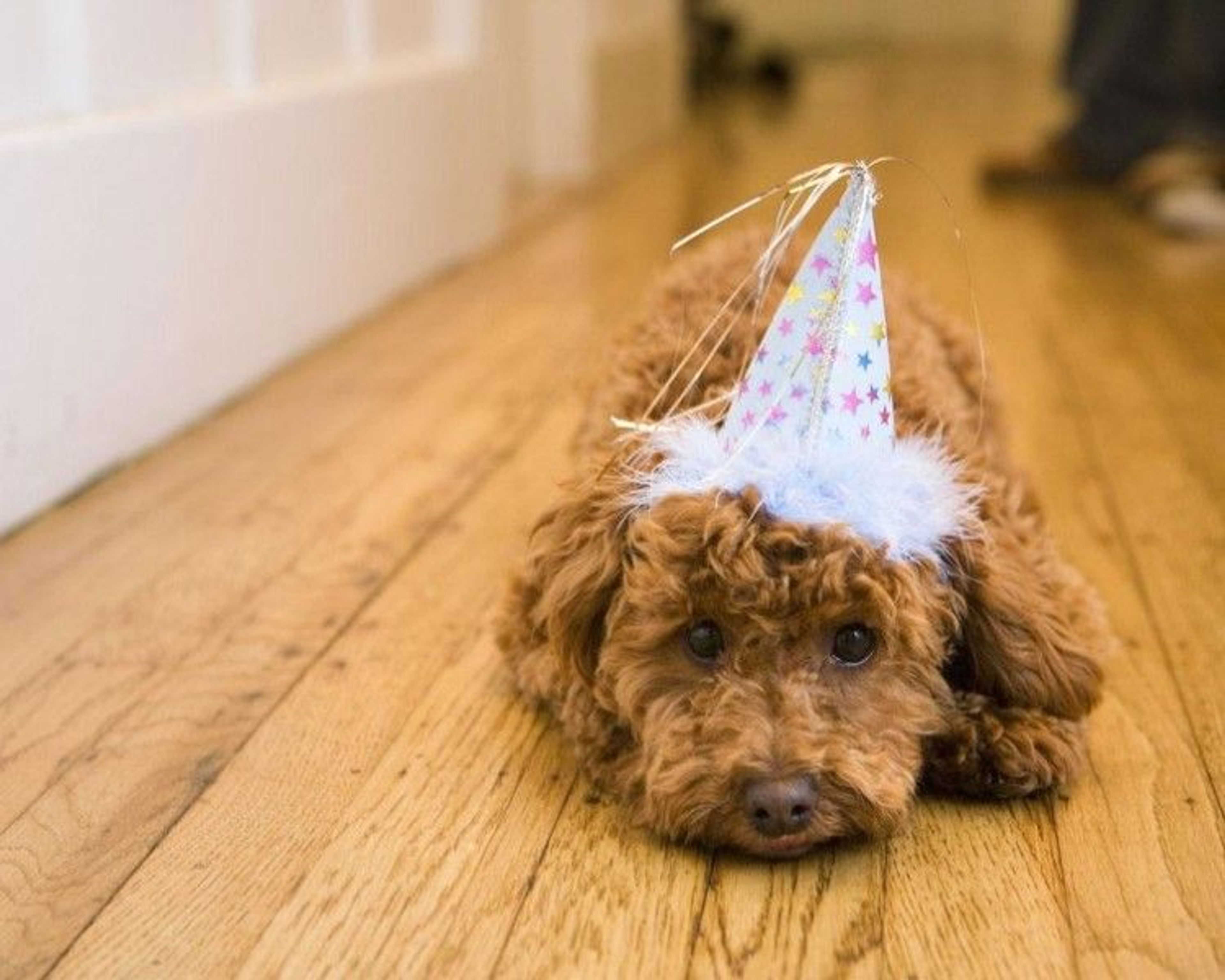 Renovating I 5 Pet-Friendly Flooring Solutions For Your Home