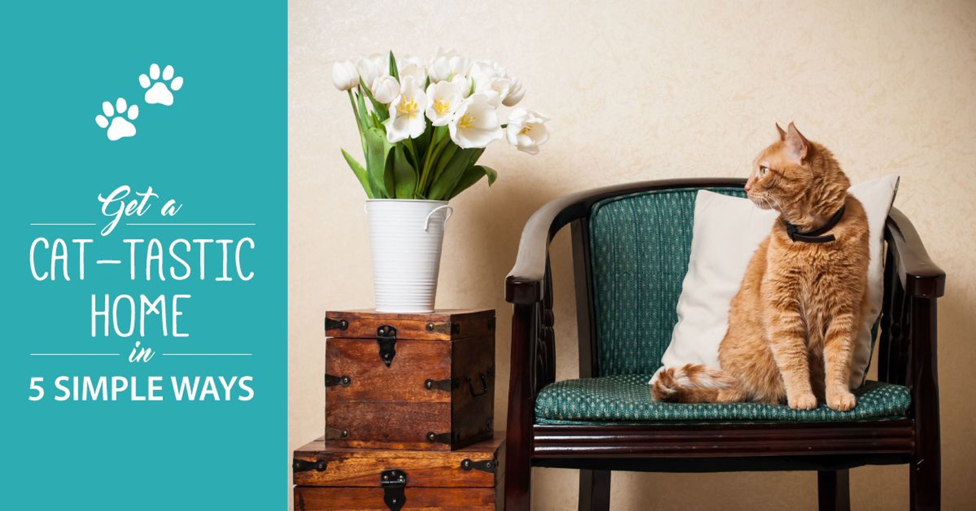 Get A Cat-tastic Home In 5 Simple Ways