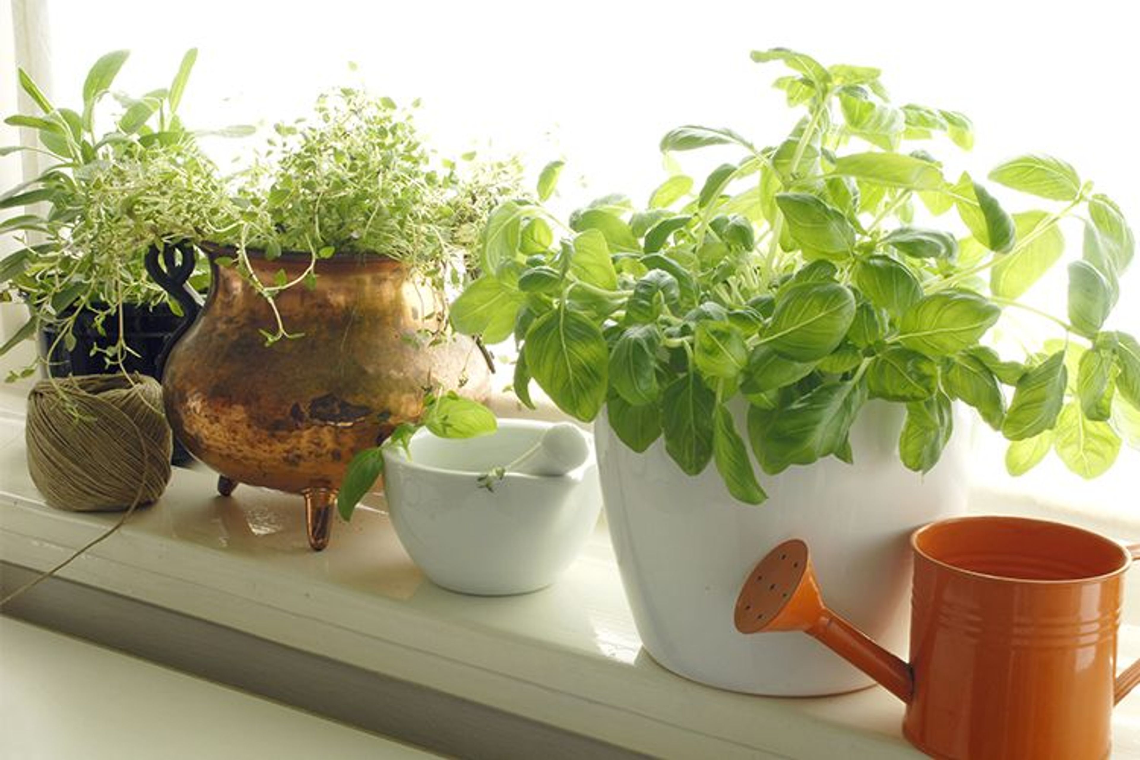 Make Your Own Kitchen Garden: A Beginner’s Guide