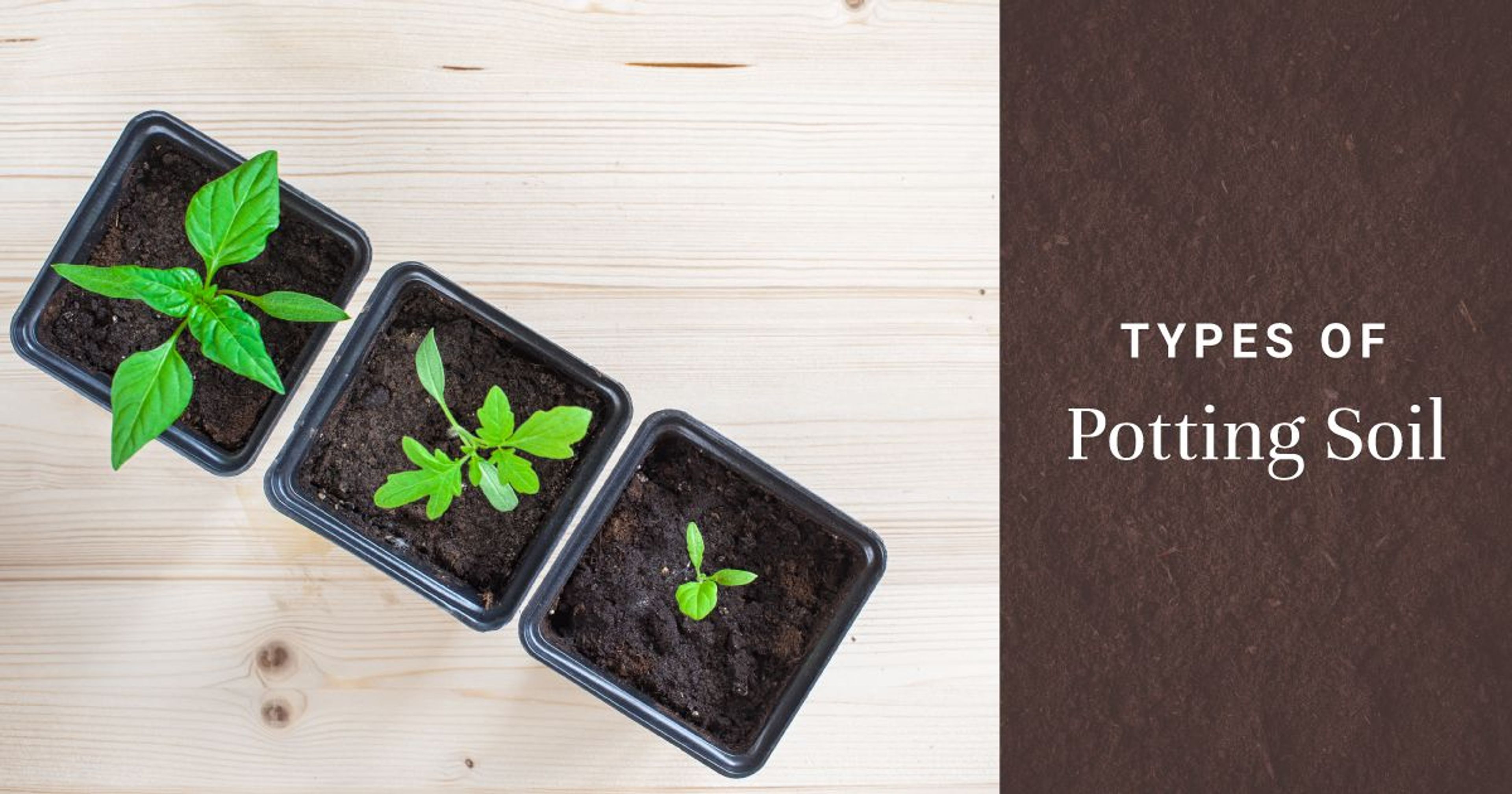 Which is the Best Soil for your Plants?
