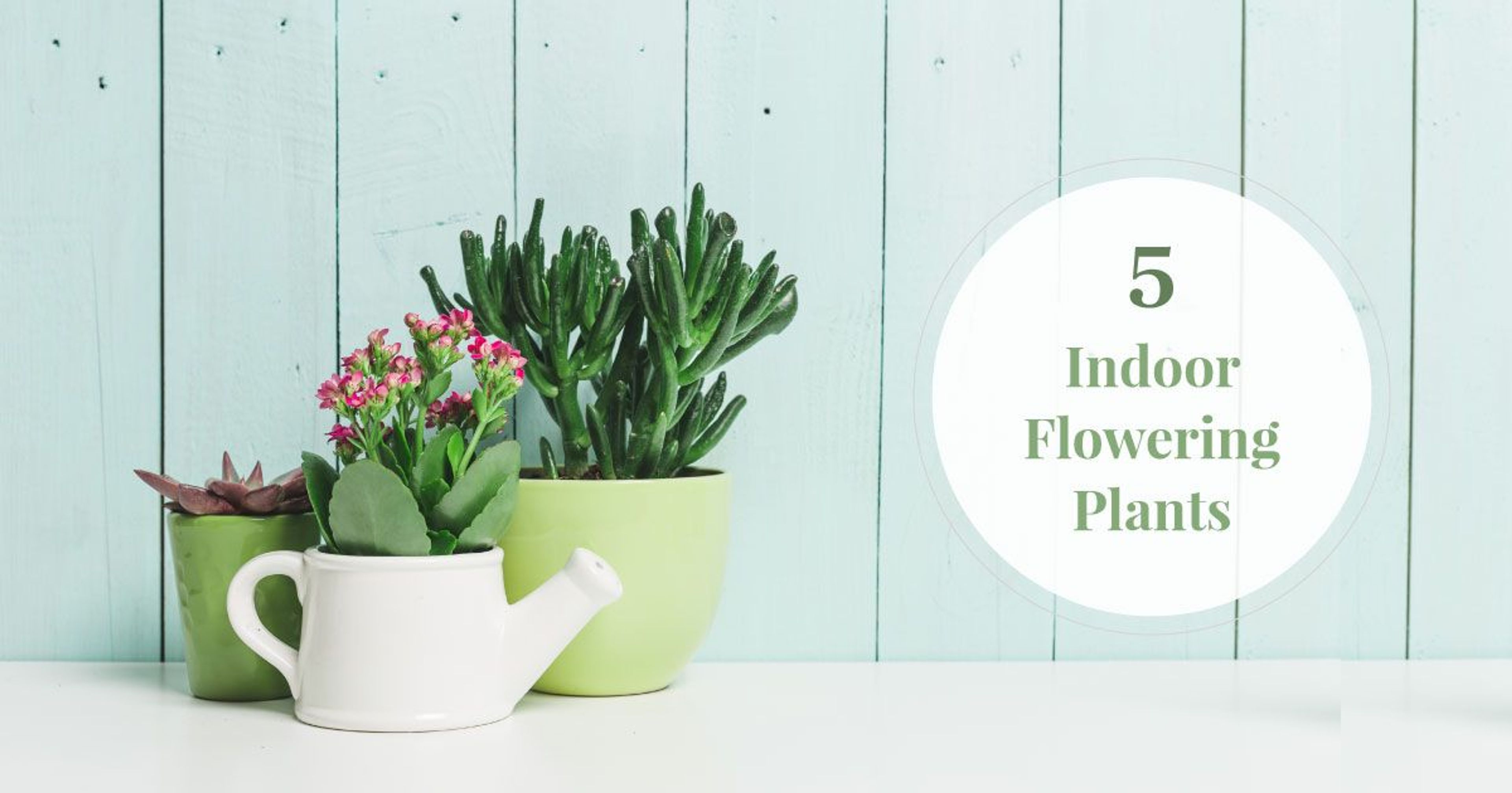 Best & Beautiful Indoor Flowering Plants