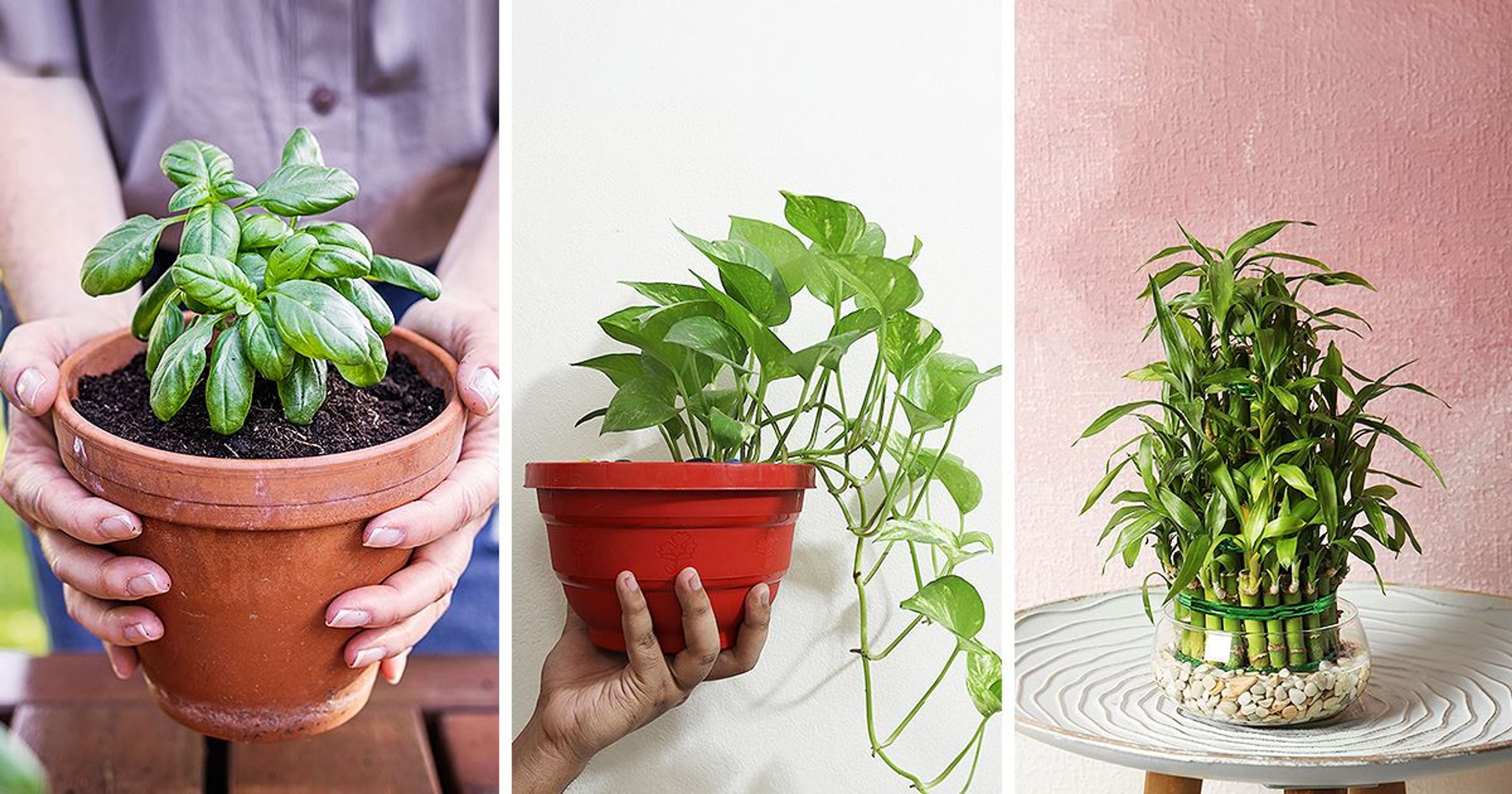 5 Vastu-Friendly Plants That Encourage Wellness at Home