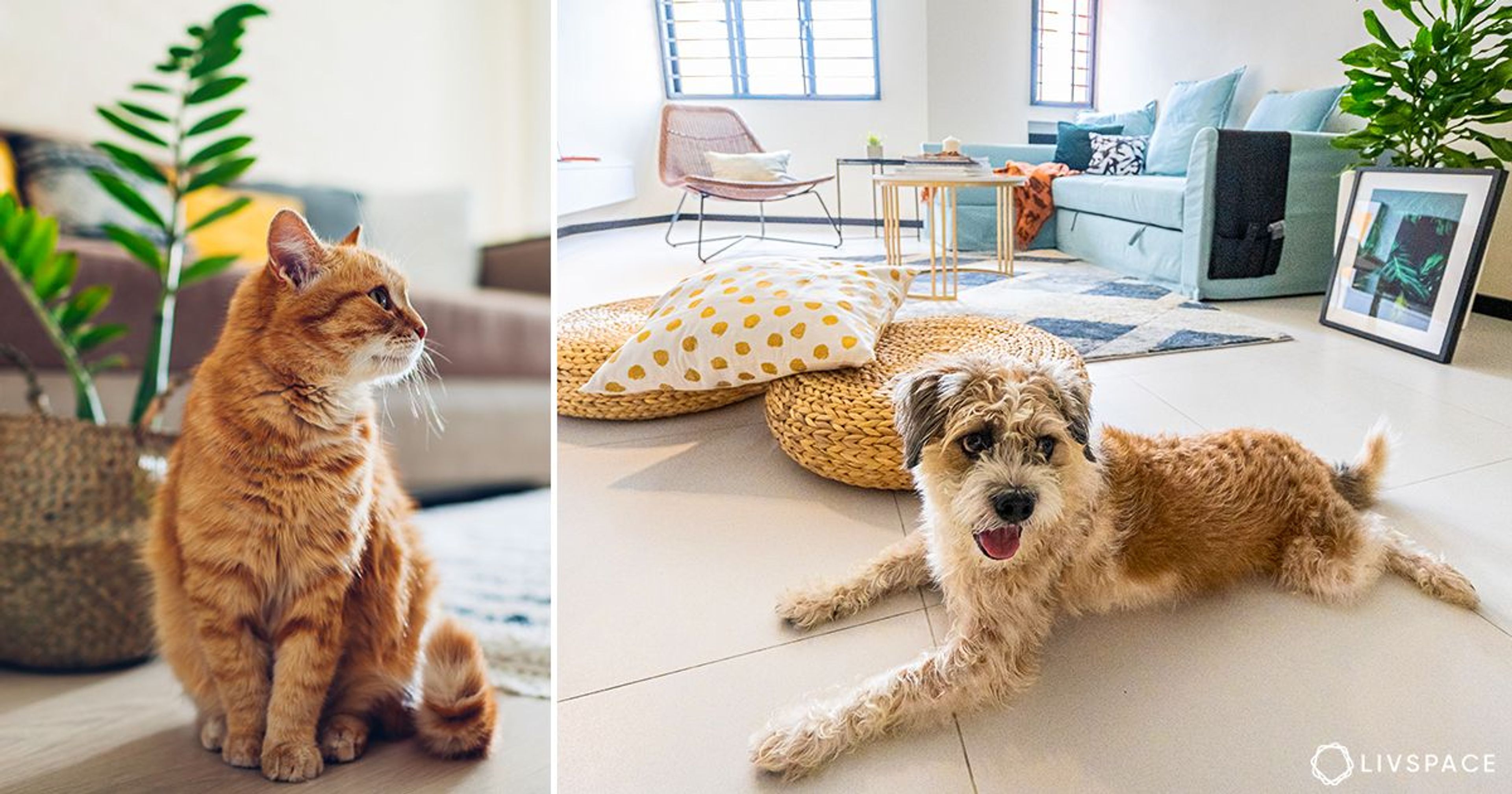 5 Types of Flooring That Are Ideal for Pets