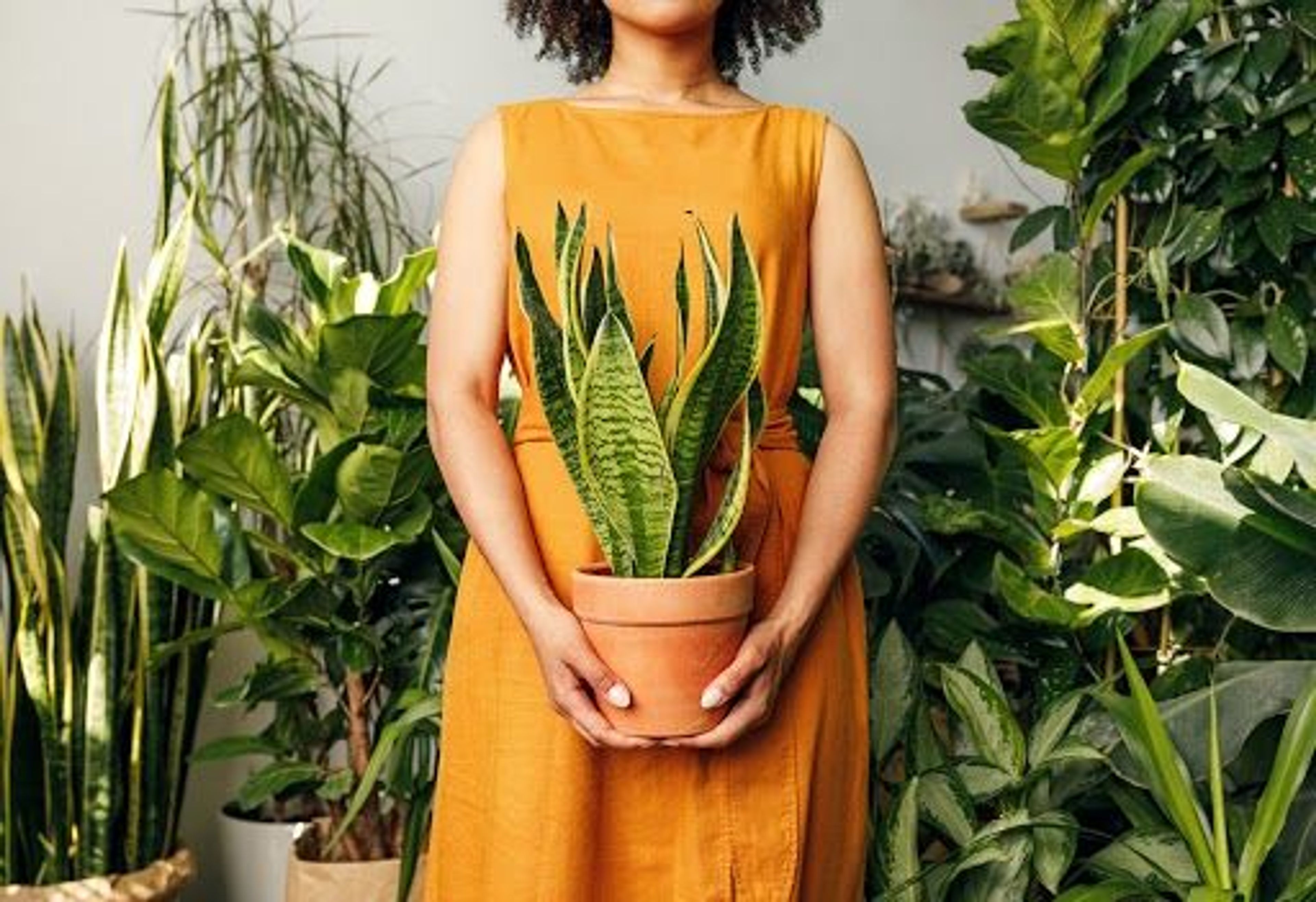 Top 10+ Indoor Plants That First-time Gardeners Can Grow Easily