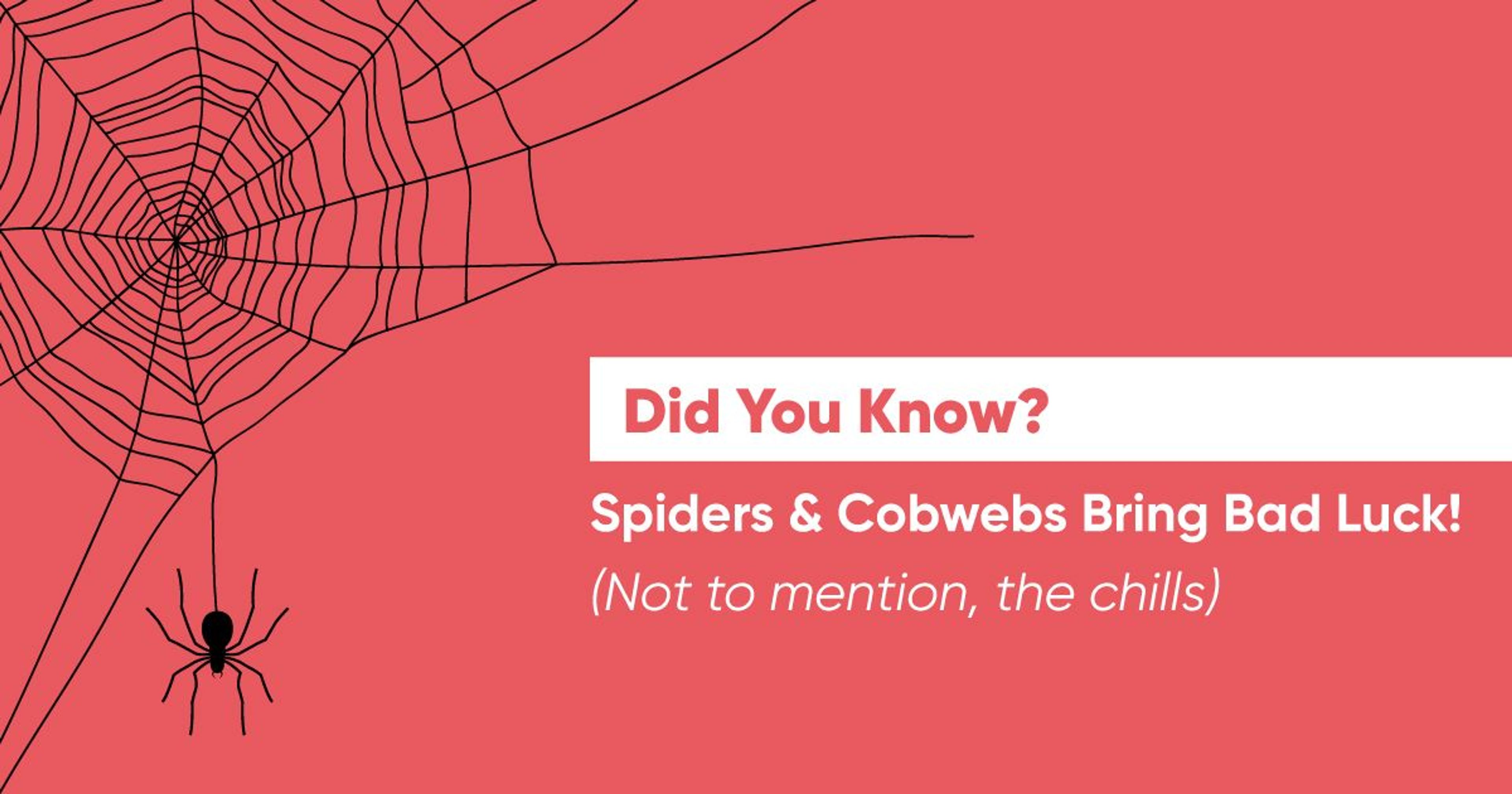 5 Hacks to Get Rid of Scary Spiders