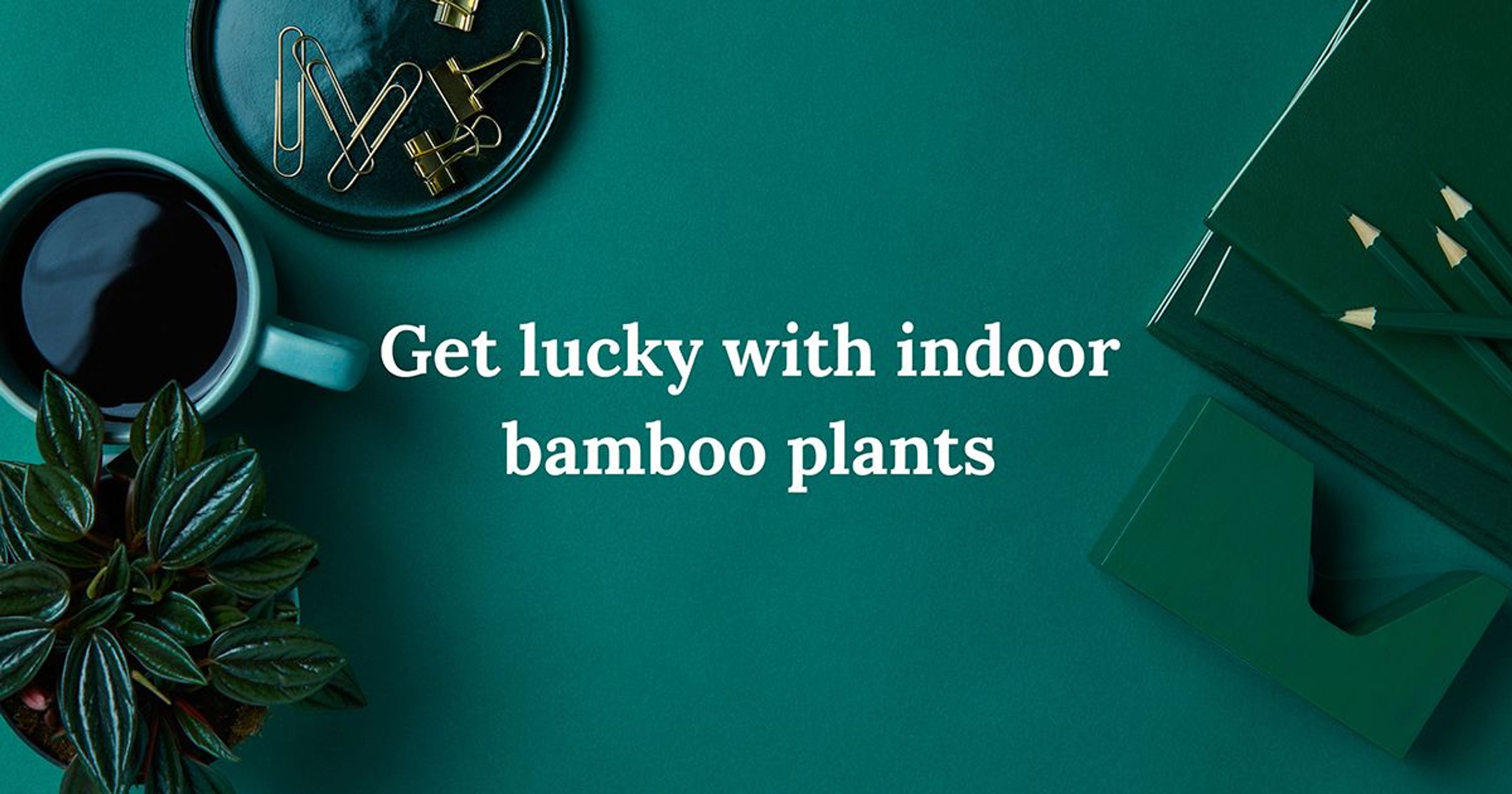 Interesting Things to Know About Lucky Indoor Bamboo Plants