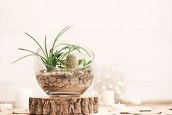 7 Easy And Attractive Succulent Decorating Ideas