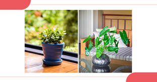 7 Houseplants That Thrive South of the Vindhyas