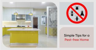 Are Bugs Wreaking Havoc in Your Home?