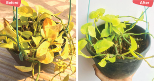 Top 5 Reasons Why Your House Plants are Dying &#038; How to Revive Them