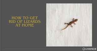 how to get rid of lizards at home