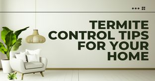 tips for termite infestation