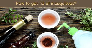 How to get rid of mosquitoes