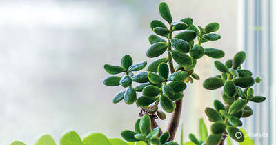 Jade Plant FAQs | 4 Things You Need to Know About the Jade Plant
