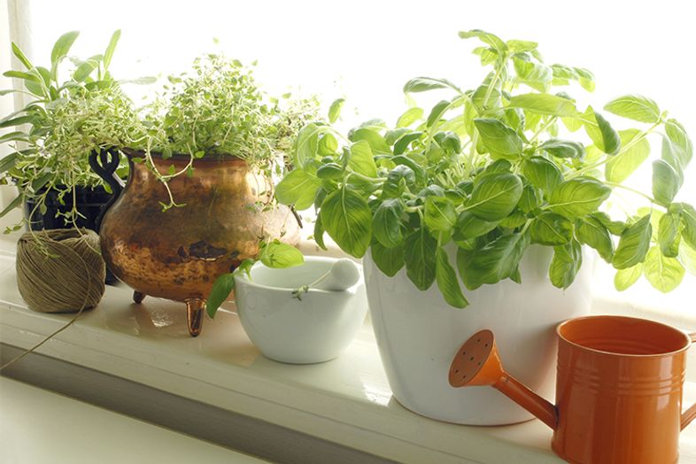 How to make a kitchen garden