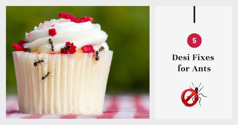 How to get rid of ants blog cover