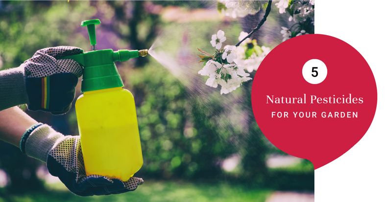 Blog cover 5 Natural Pesticides 4th Sep