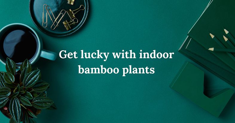 indoor bamboo plants
