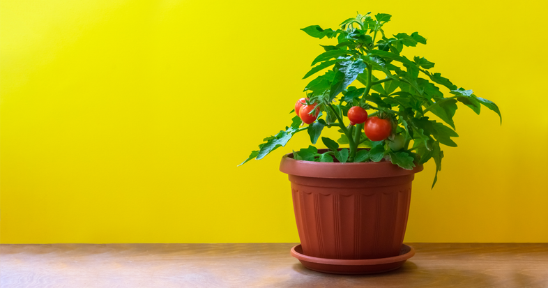 5 Veggies That Grow Easily in Your Balcony Garden