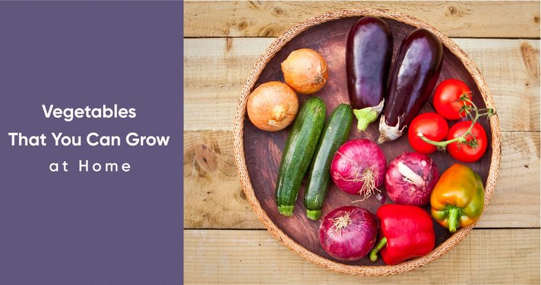 Easy to grow vegetables 05 scaled