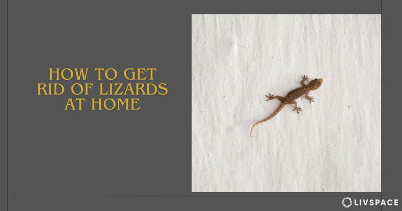how to get rid of lizards at home