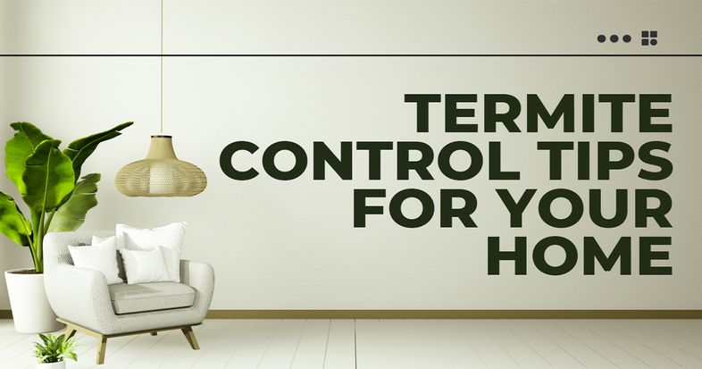 tips for termite infestation